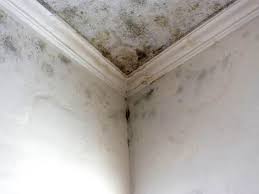 Best Water Damage & Mold Remediation  in Hanover, IN