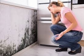 Best Mold Documentation for Insurance Claims  in Hanover, IN